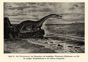 Mosasaur: Extinct Nothosaurus, mid-Triassic period