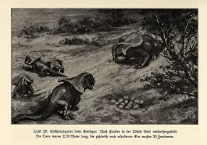 Leben: Extinct oviparous Protoceratops laying eggs
