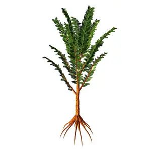Limbs: Extinct Pachypteris plant from the Mesozoic Era