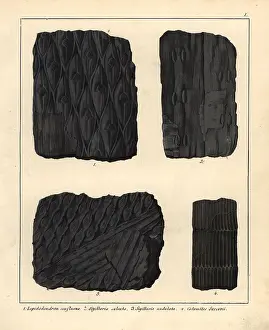 Schmidts: Extinct plant fossils: scale tree and horsetail
