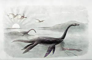 Dolichodeirus: EXTINCT/PLESIOSAURUS