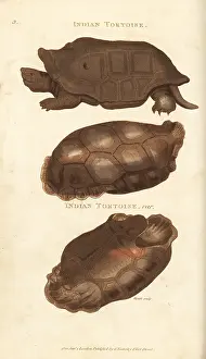 Rodrigues: Extinct Reunion giant tortoise and saddle-backed