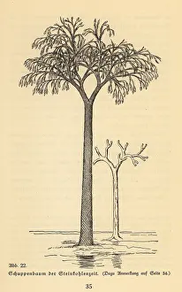 Lepidodendron: Extinct scale tree, Lepidodendron of the Carboniferous era