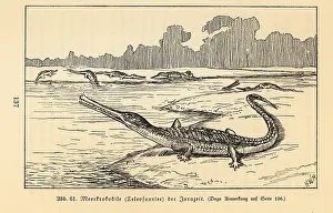 Sauropterygian: Extinct sea crocodile, Teleosaurus genus, Jurassic period
