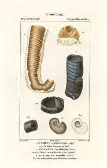 Spinosa: Extinct shells