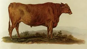 Garrard: Extinct Suffolk Dun Ox