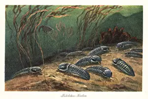 Tiere Der Urwelt: Extinct trilobites on the ocean floor
