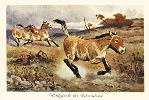 Tiere Der Urwelt: Extinct wild horses of the Diluvial