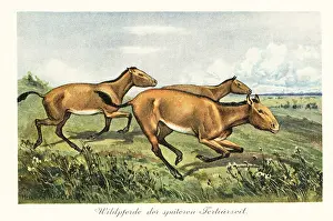 Tiere Der Urwelt: Extinct wild horses of the late Tertiary