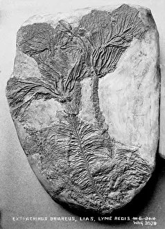 Lias: Extracrinus Briareds, Lias, Lyme Regis