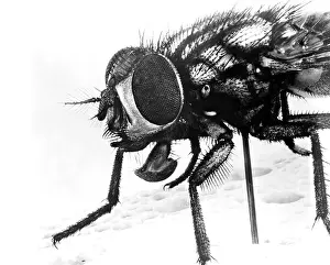 Pestering: Extreme Close-Up Of House Fly