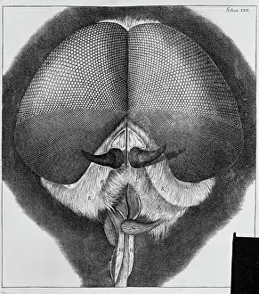 Hooke: Eye of a fly