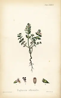Euphrasia: Eyebright, Euphrasia officinalis