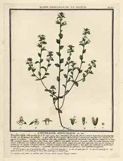 Eyebright: Eyebright, Euphrasia rostkoviana