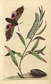 Ocellated: Eyed hawk-moth or ocellated sphinx: pupa, caterpillar