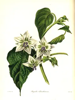 Physalis: Five eyes, Chamaesaracha viscosa