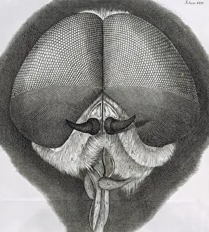 Optics: Of the Eyes and Head of a Grey drone-Fly'. Engraving