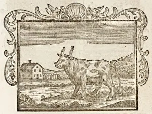 1761: Fable - Bull and Gnat
