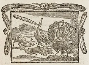 1761: Fable - Daw - Feathers