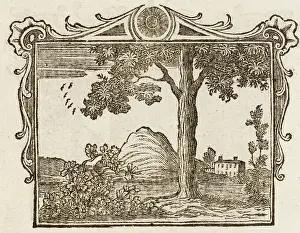 1761: Fable - Elm and Vine