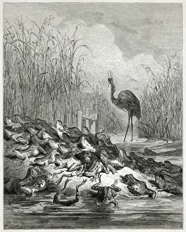 Complain: FABLE / FROGS & STORK