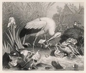 Proper: FABLE/KING STORK & FROGS