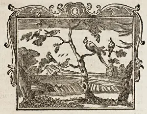 Imitating: Fable - the Mock-Bird