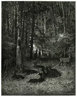 Stags: Fable - the Sick Stag