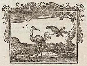 Argue: Fable - Stork - Crow