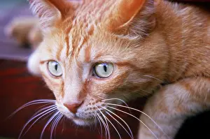 Ger002: Face of Domestic Orange Tabby Cat with Distinctive