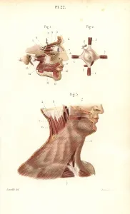 Leveille: Face, eye and neck muscles