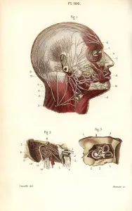 Auditory: Facial and auditory nerves