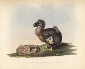 Savery: Facsimile of a picture of a dodo by Roelandt
