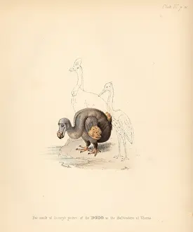 Strickland: Facsimile of Roelandt Savery's picture of