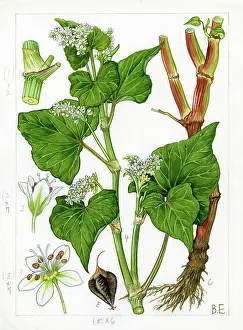 Chichester: Fagopyrum esculentum - buckwheat