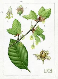 Catkin: Fagus sylvatica - common beech