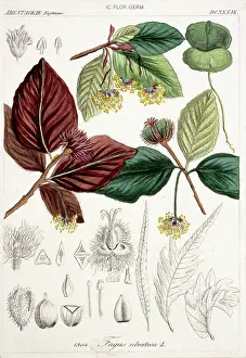 Fagaceae: Fagus sylvatica, European beech