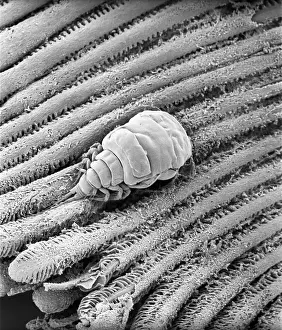 Pollen: Fagus sylvatica, European beech pollen