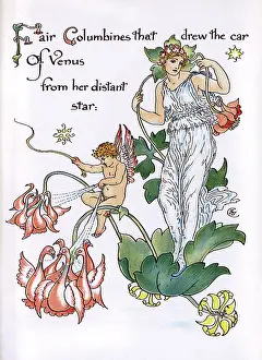 Columbine: Fair Columbines