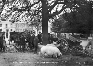 Carts: Fair Day at Castlewellan, The Pick of the Bunch