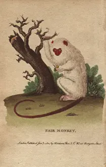 Mico: Fair monkey or silvery marmoset with bright