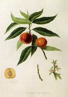 Prunus: Fairchild's Early Nectarines