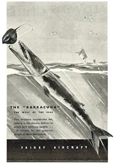 Barracuda: Fairey Barracuda