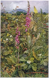 Foxgloves: FAIRIES & FOXGLOVES