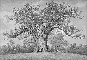 Fairlop: FAIRLOP OAK/EPPING