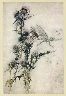Teases: Fairy and Bee