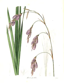Henslow: Fairy bell, Dierama pendulum
