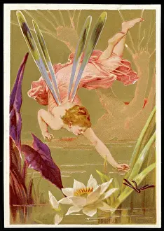 Chases: Fairy Chases Dragonfly