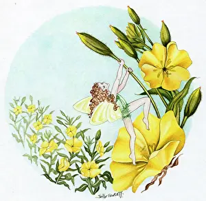 Fawcett: Fairy on Evening Primrose