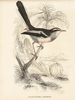 Vaillant: Fairy flycatcher, Stenostira scita